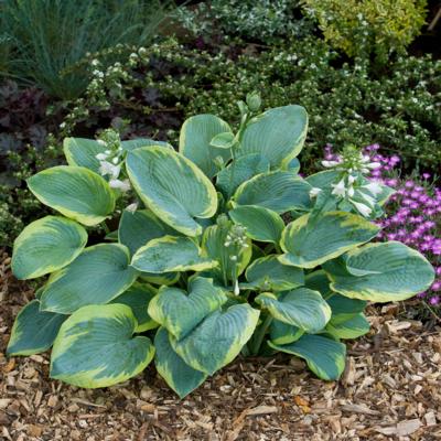 Hosta 'Frances Williams'